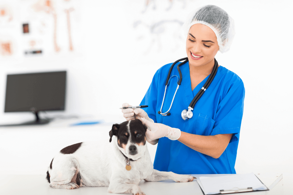 Vet caring for a dog